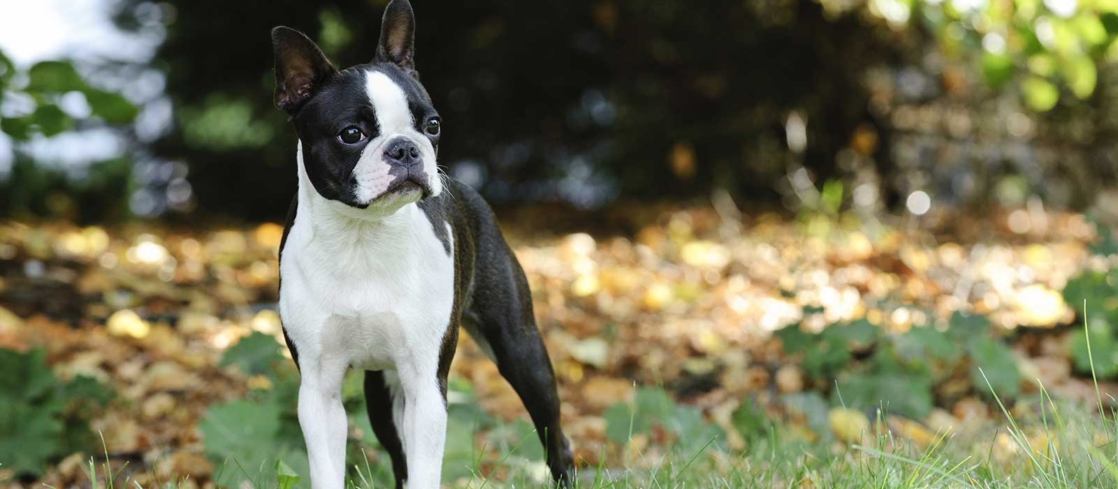 boston terrier puppies nj