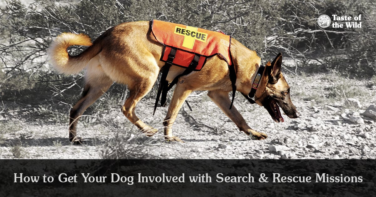 search and rescue dogs