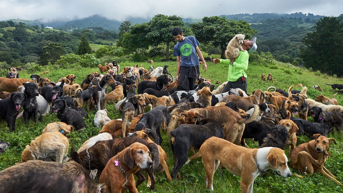 animal shelter costa rica