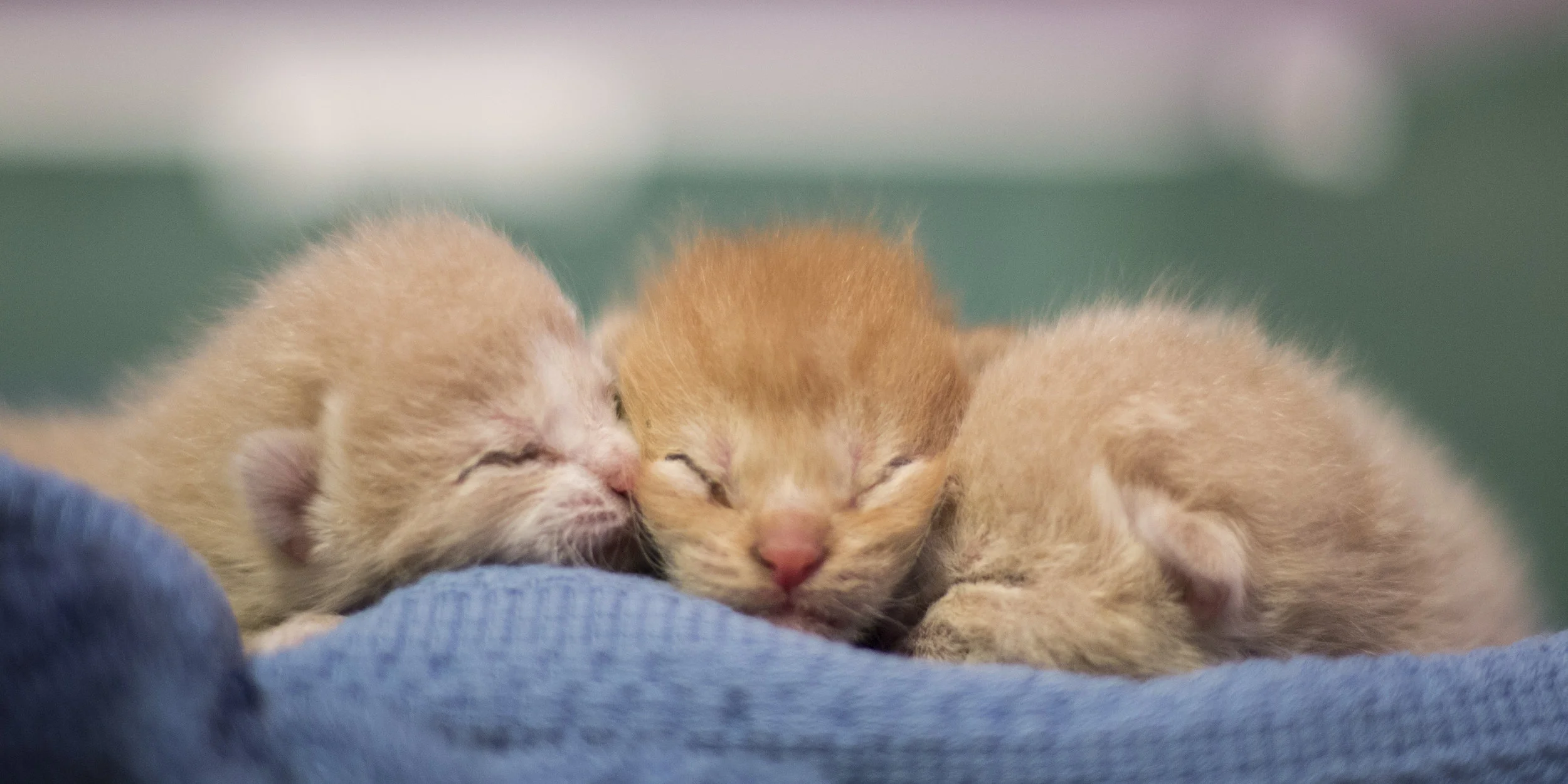 foster a kitten near me