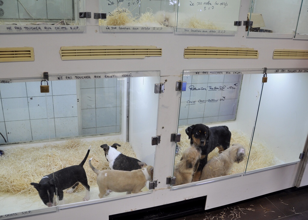 pet store with puppies for sale