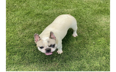 frenchie for sale near me under $500