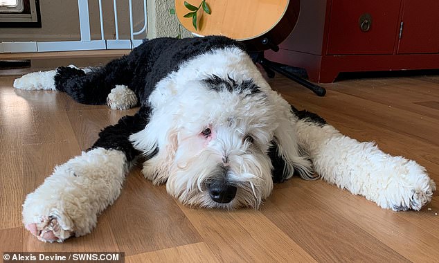 bunny sheepadoodle