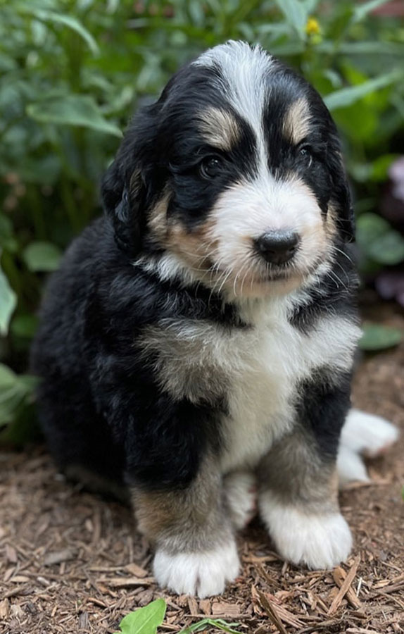 bernedoodle puppies virginia