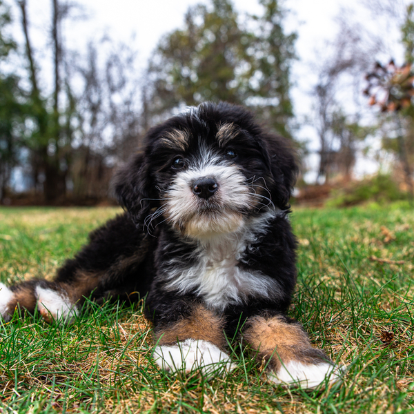 petite bernedoodle for sale