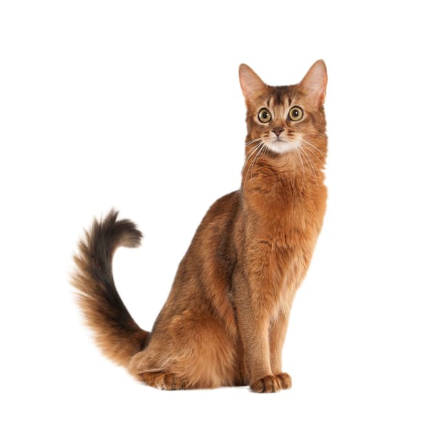 cat breeds beginning with s