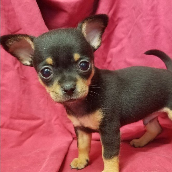 chihuahua for sale florida