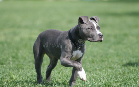 bull terrier puppies florida