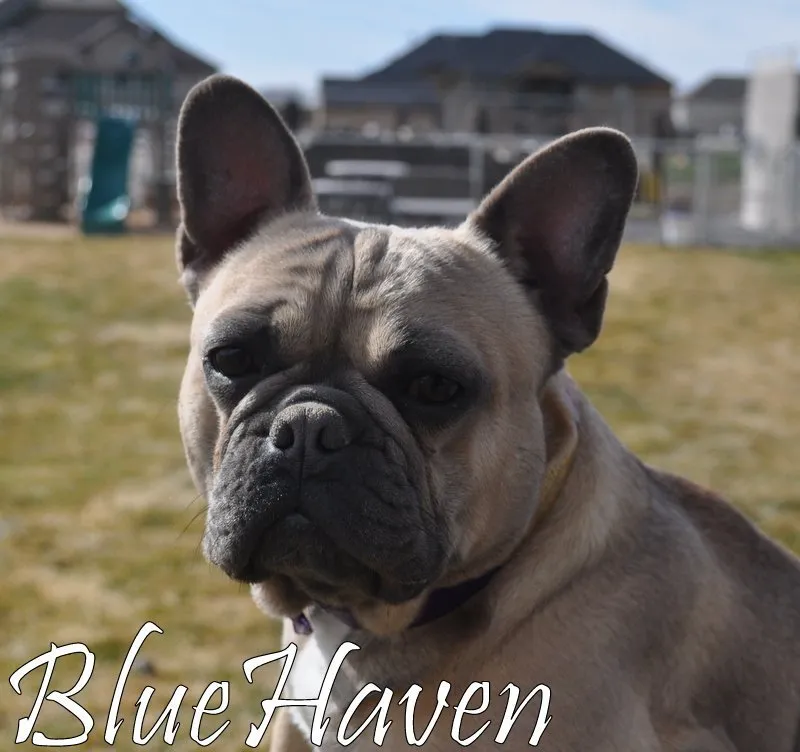 blue haven french bulldogs