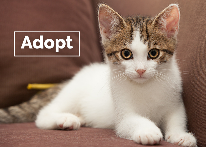 foster a kitten near me