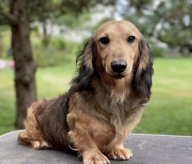 dachshund breeders in michigan