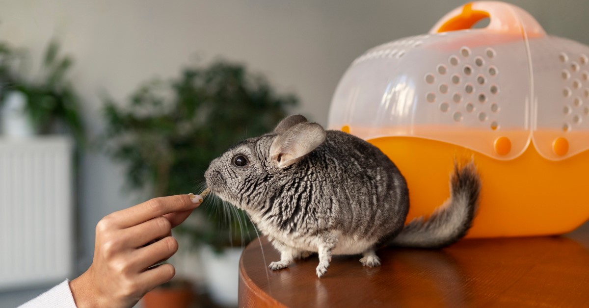 small animals for pets