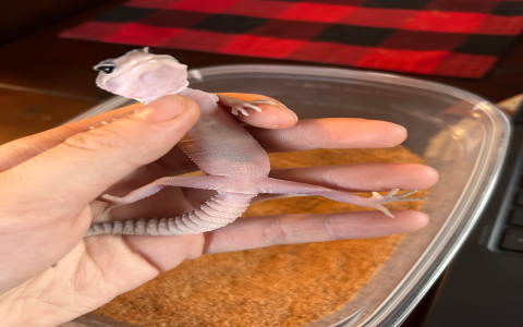 what animals do petsmart sell