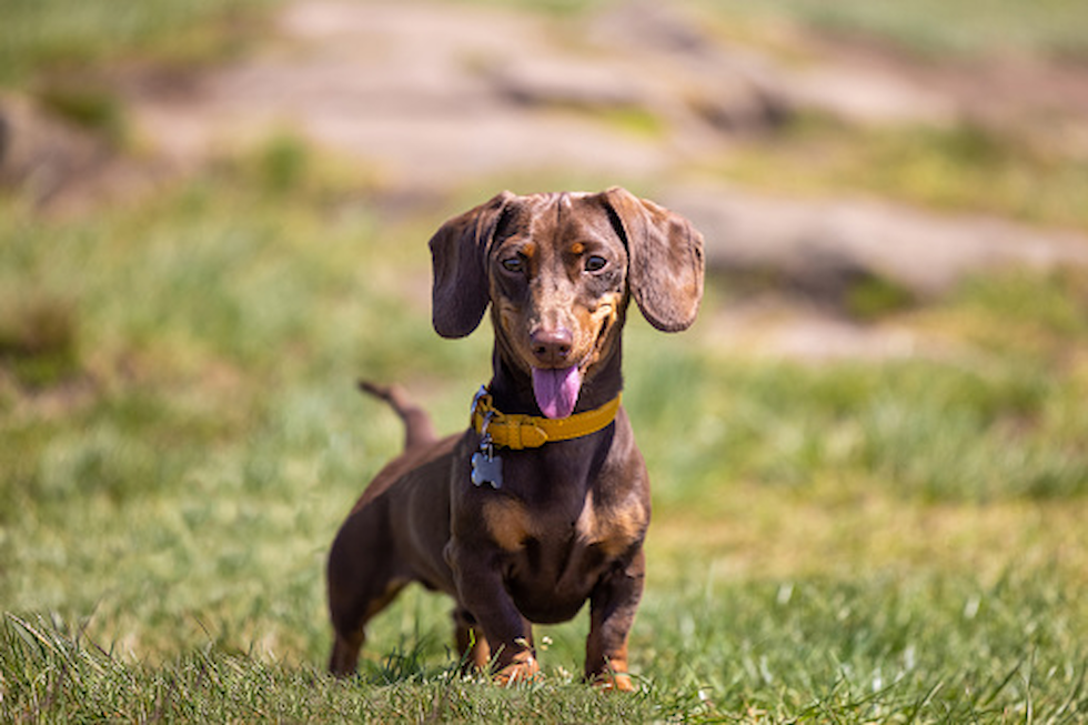 dachshund breeders indiana
