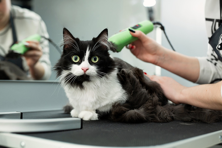 petco grooming cat
