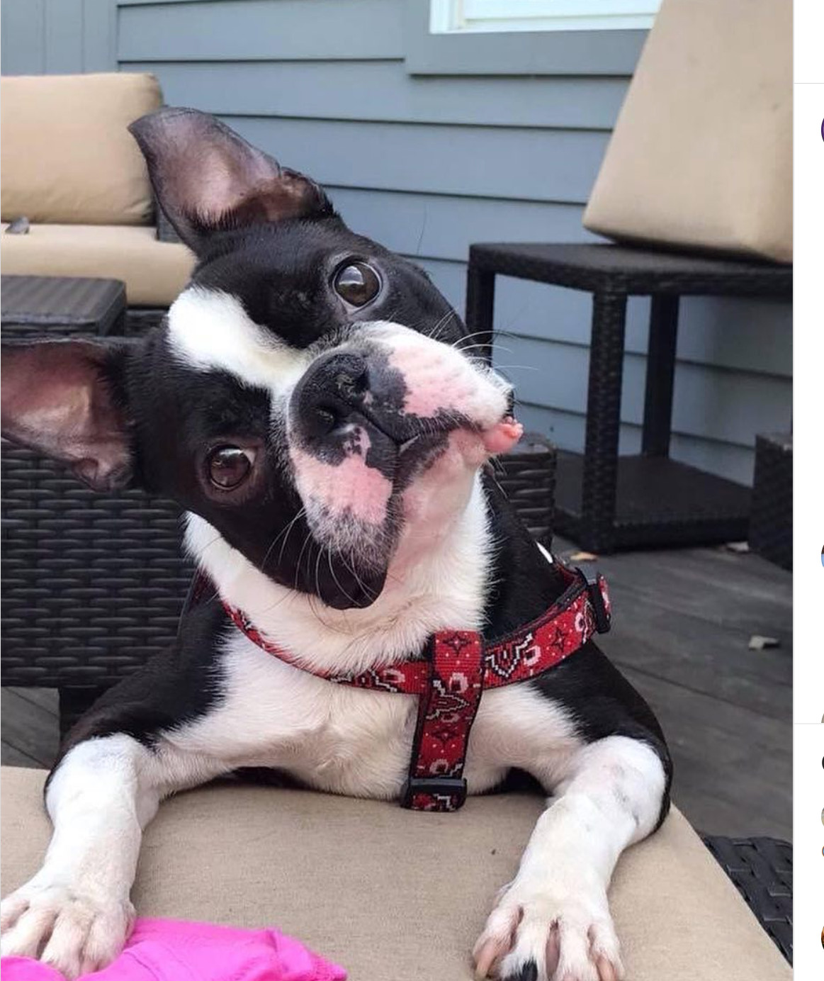 boston terriers near me