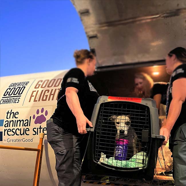 click animal rescue site