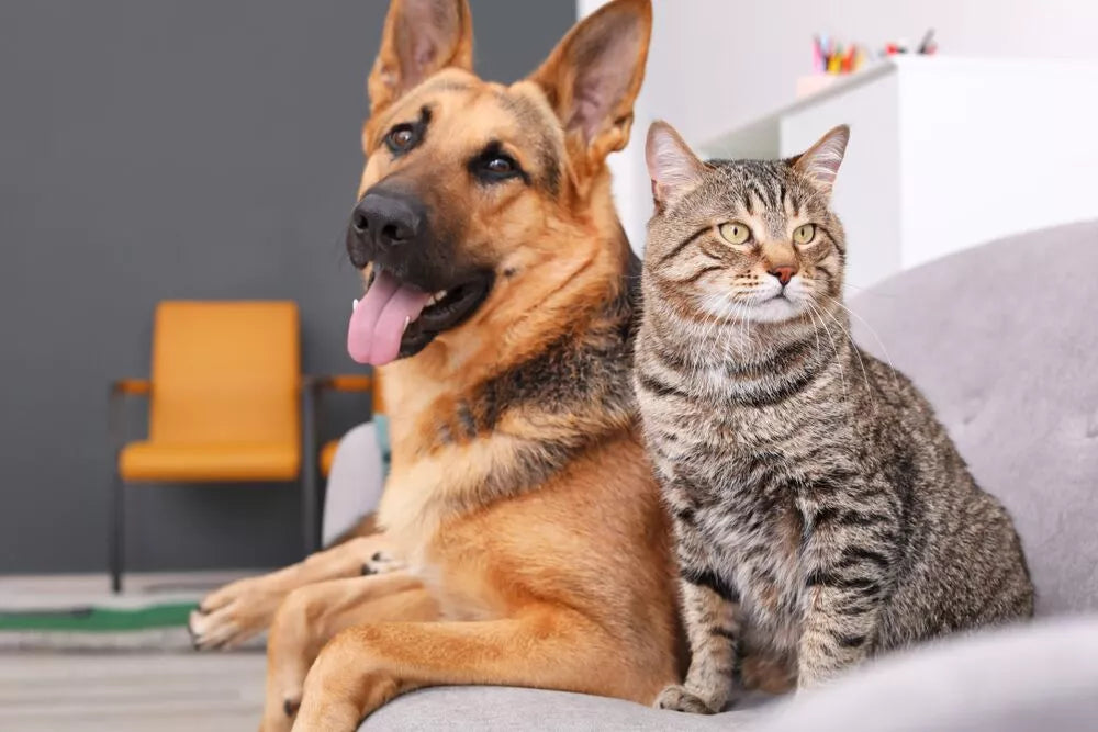 cat and german shepherd