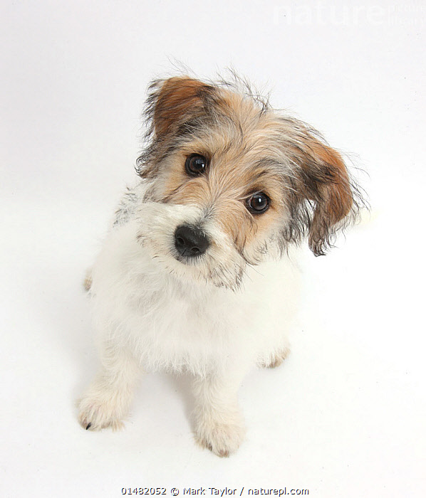 bichon frise and jack russell mix