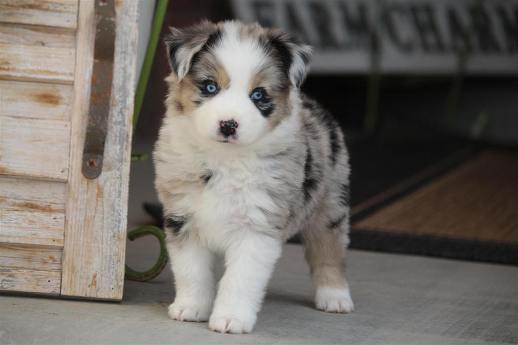 australian shepherd breeders arizona