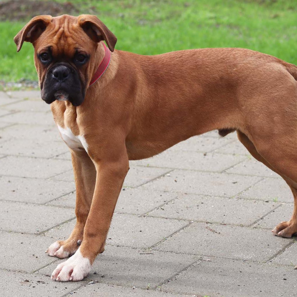 boxer breeders in california