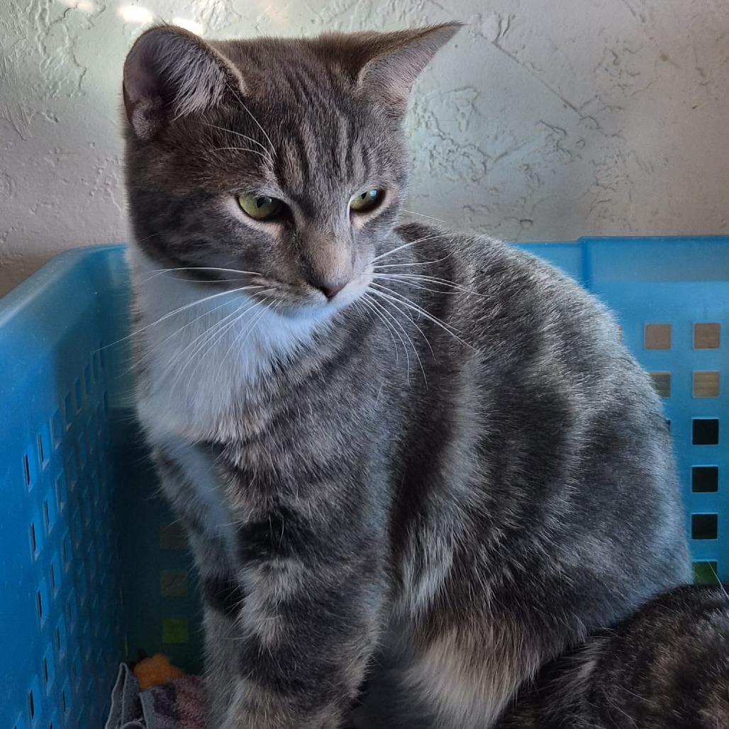 petfinder prescott az