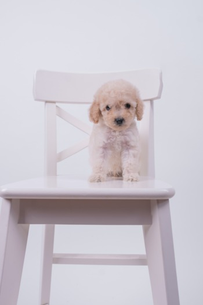 maltipoo puppies for sale texas
