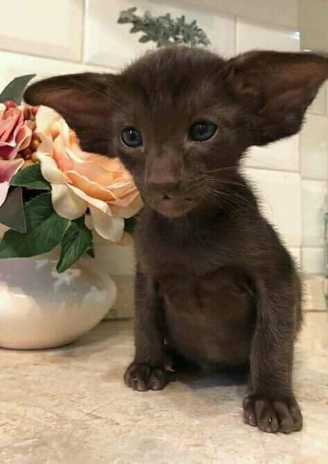 dobby cat kitten