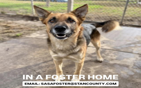 stanislaus county animal shelter