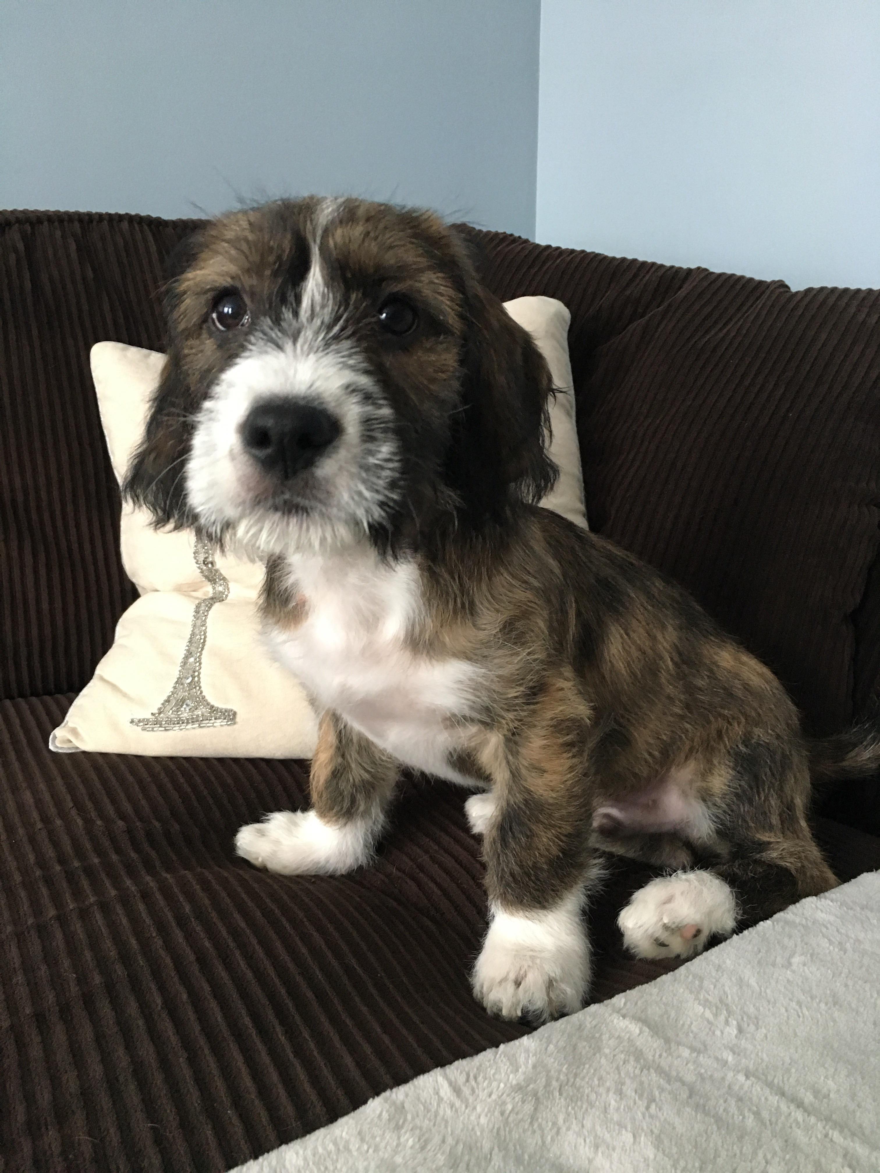 boxer goldendoodle mix