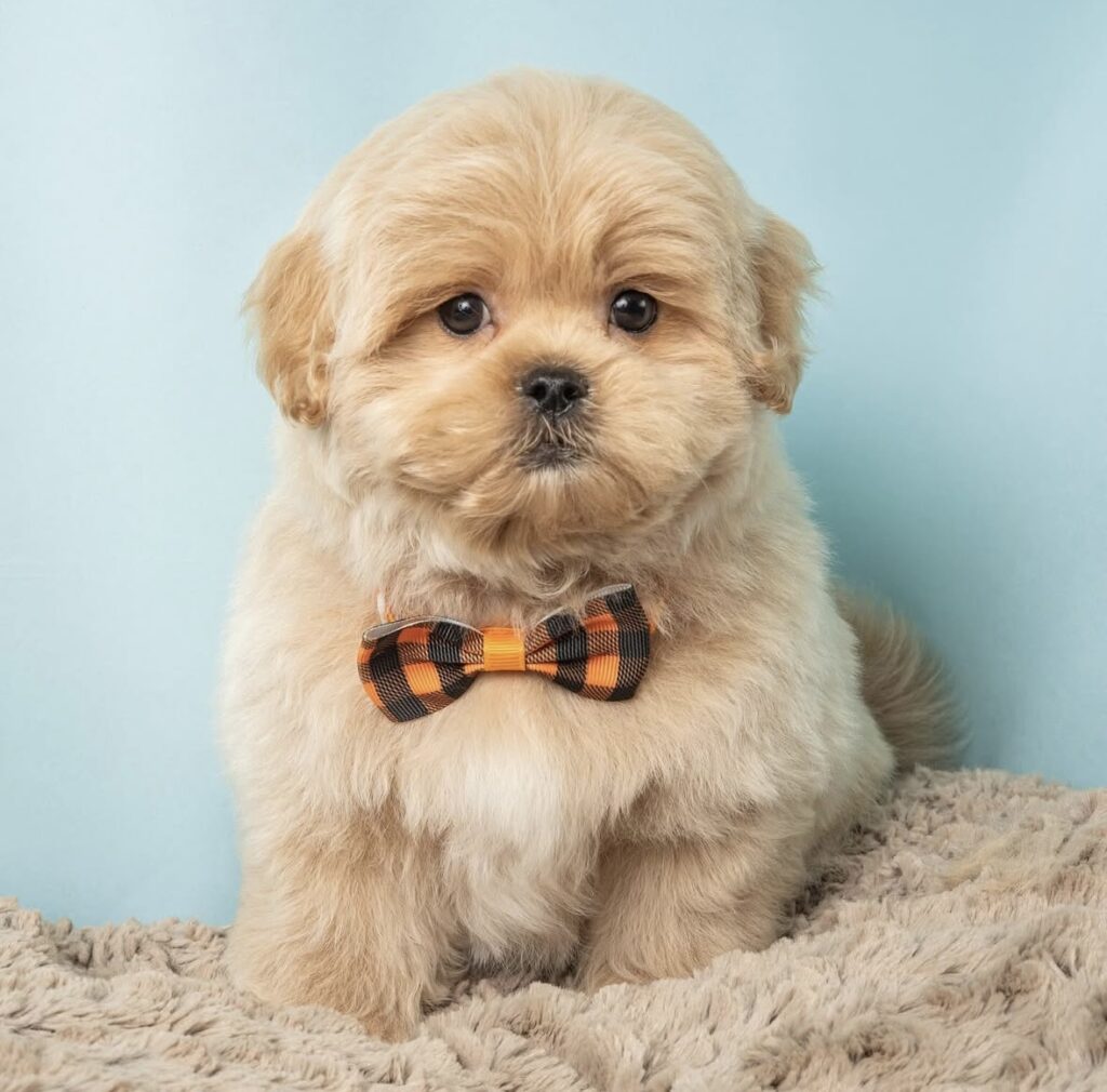 peekapoo for sale near me