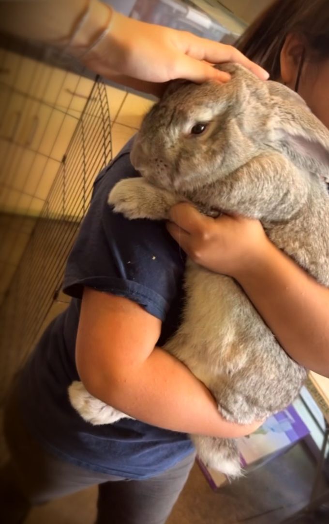adopt a giant rabbit