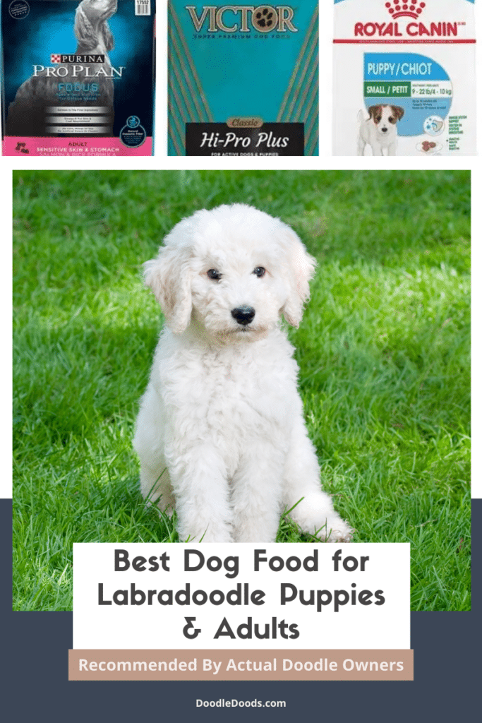 best dog food for labradoodle puppy