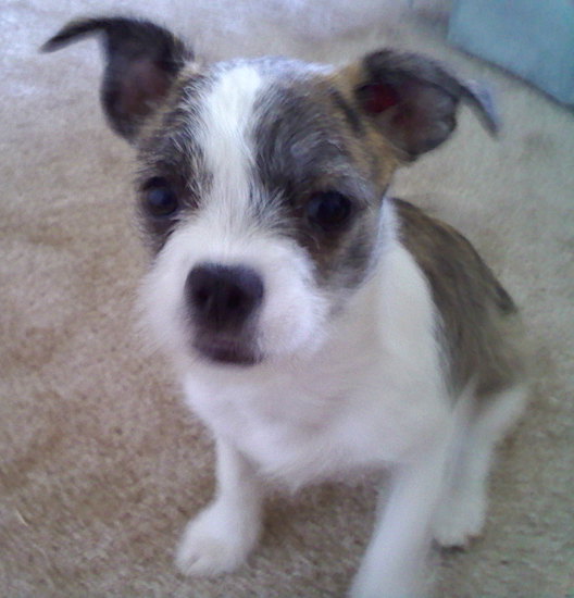 boston terrier bichon mix