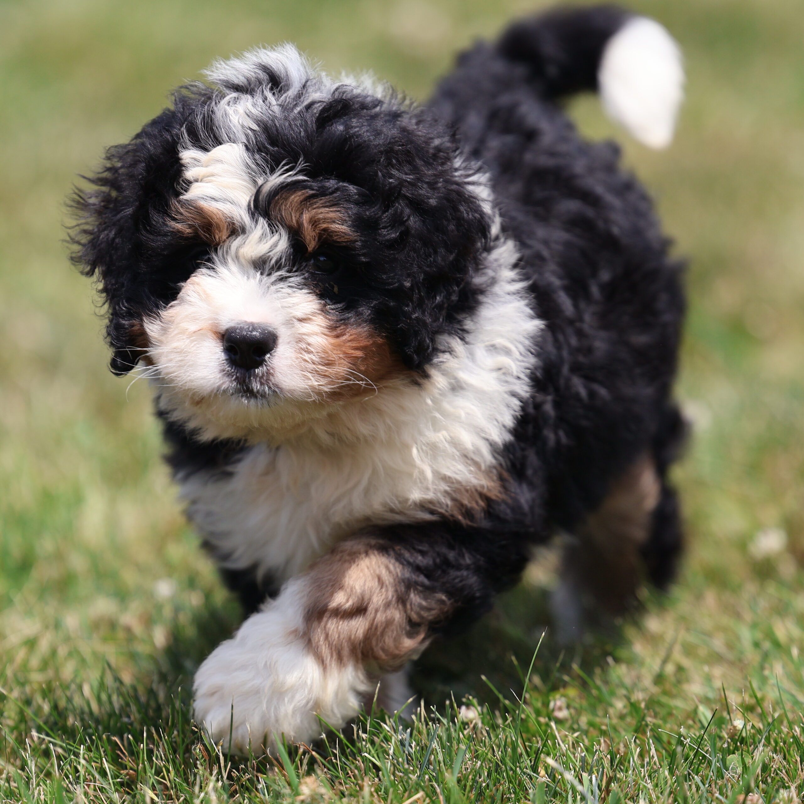 bernedoodle puppies pennsylvania