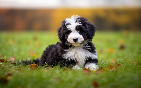 sheepadoodles for sale