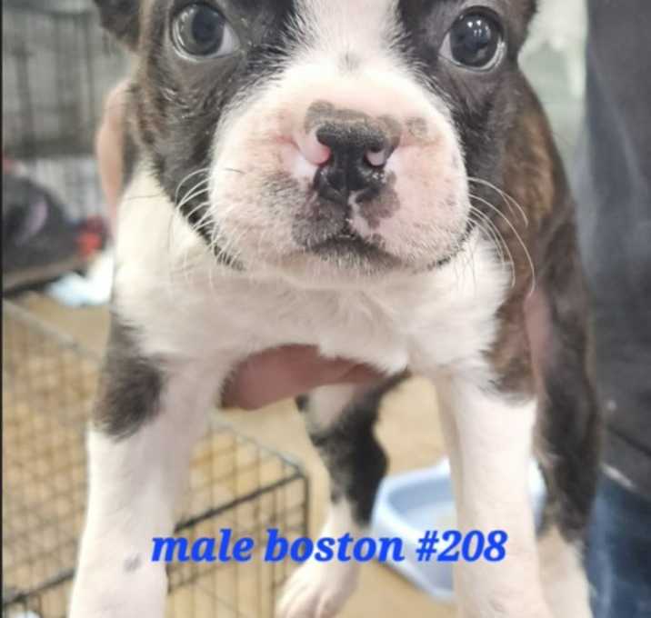 boston terrier adoption illinois