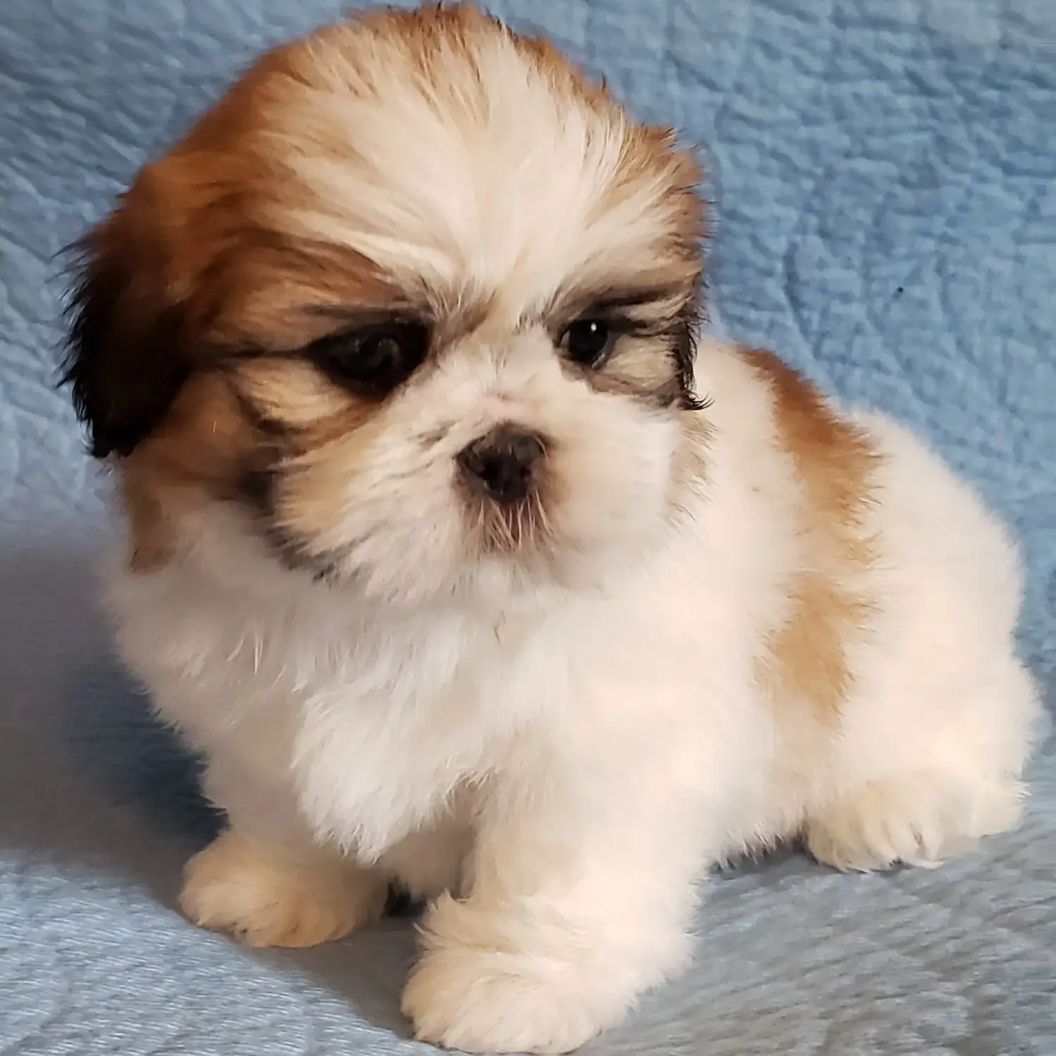 dog breed shih tzu price in india