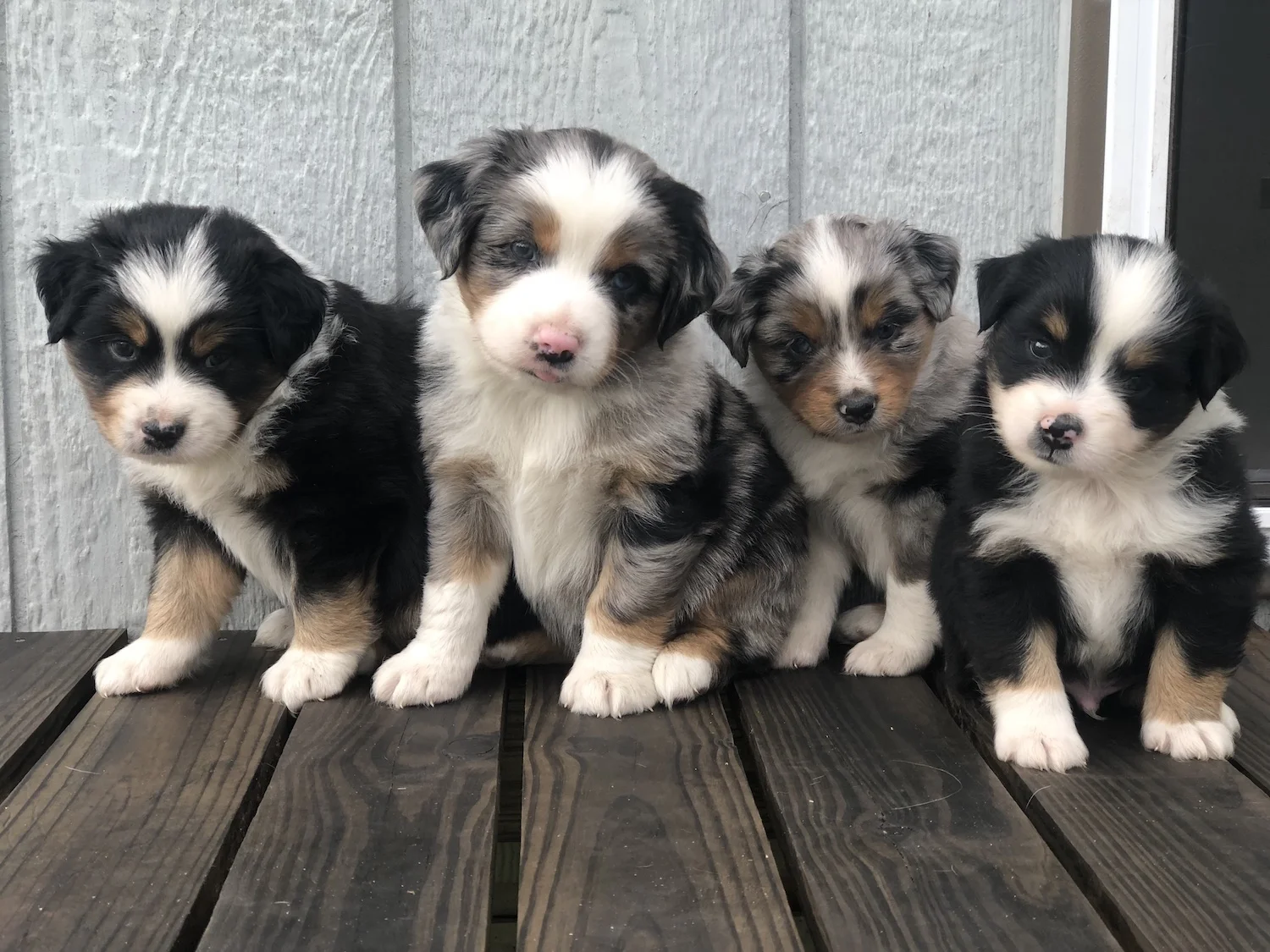 miniature australian shepherd texas