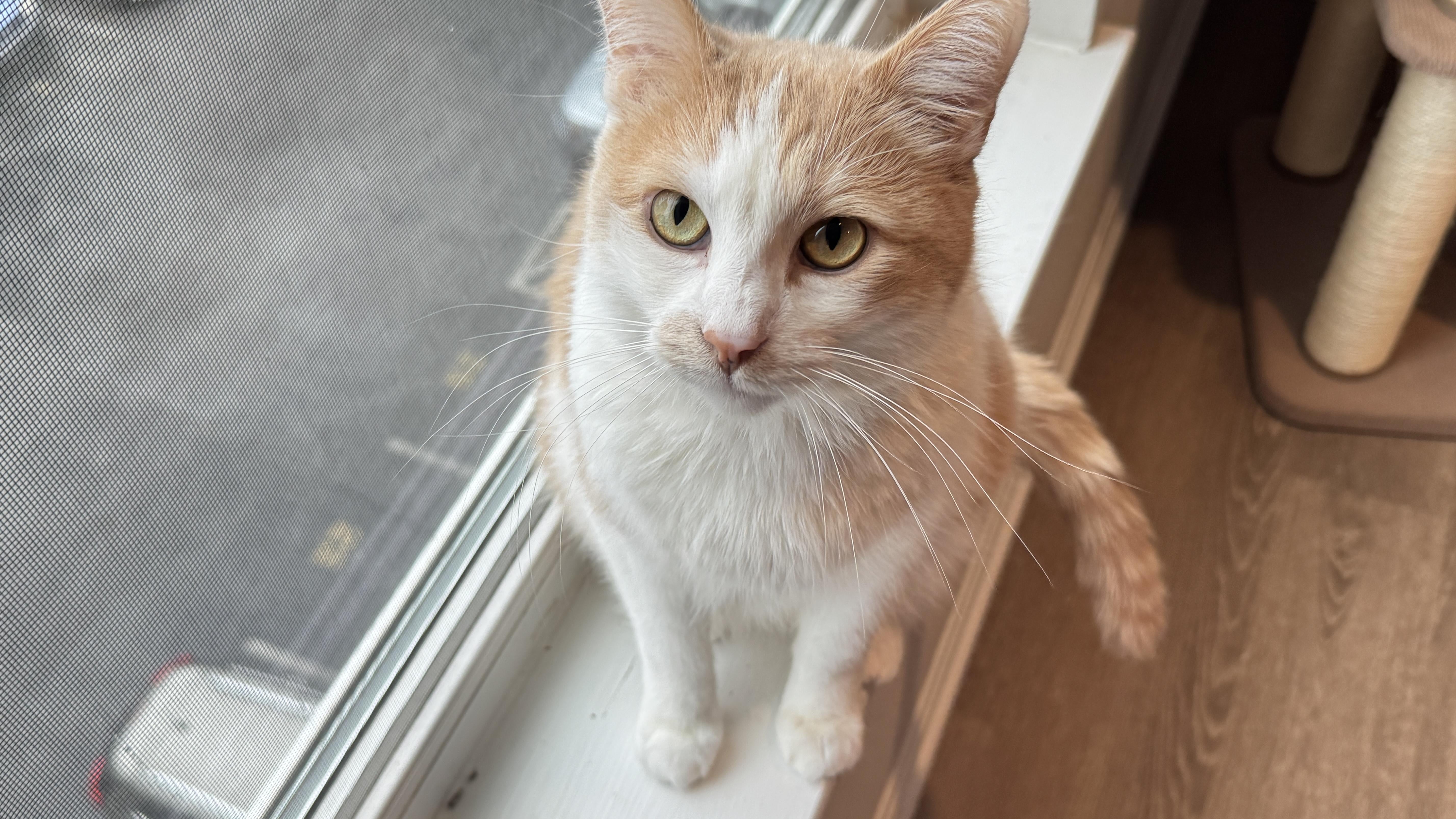 need to rehome my cat