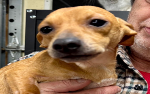 dachshund to adopt near me