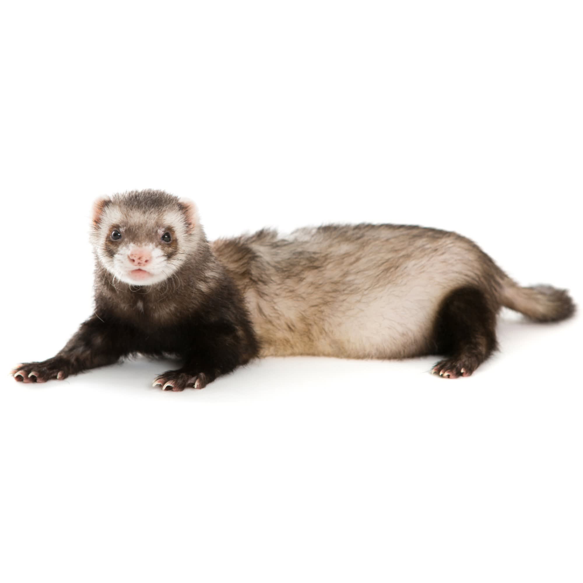 ferrets for sale in california