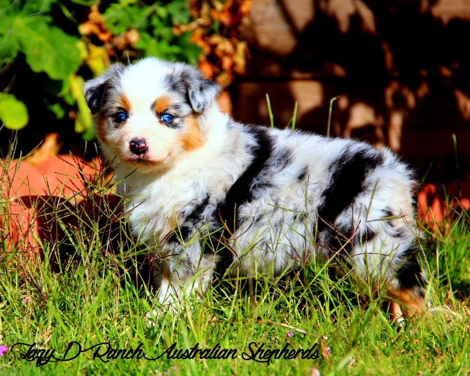 australian shepherd breeders arizona