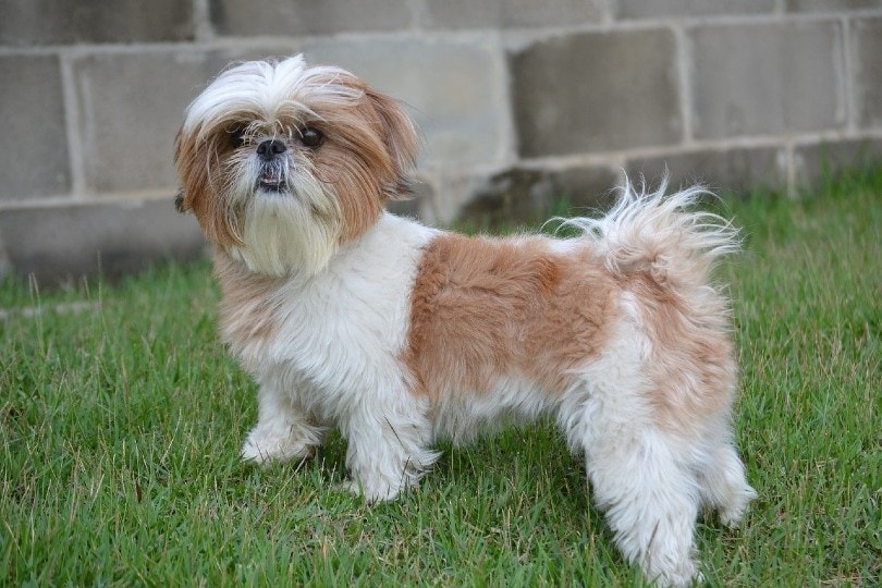 how much is a purebred shih tzu