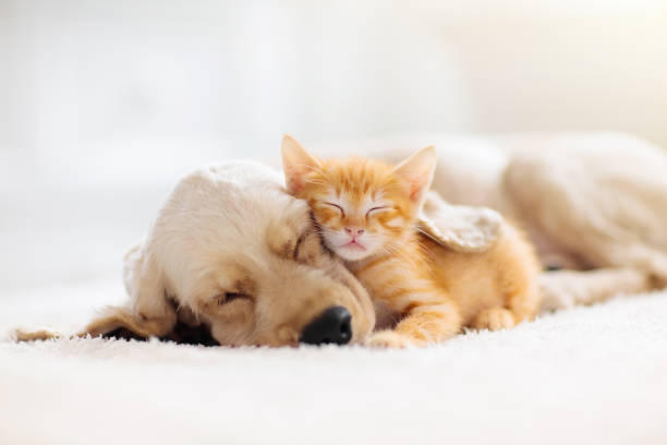 cute dog and cat