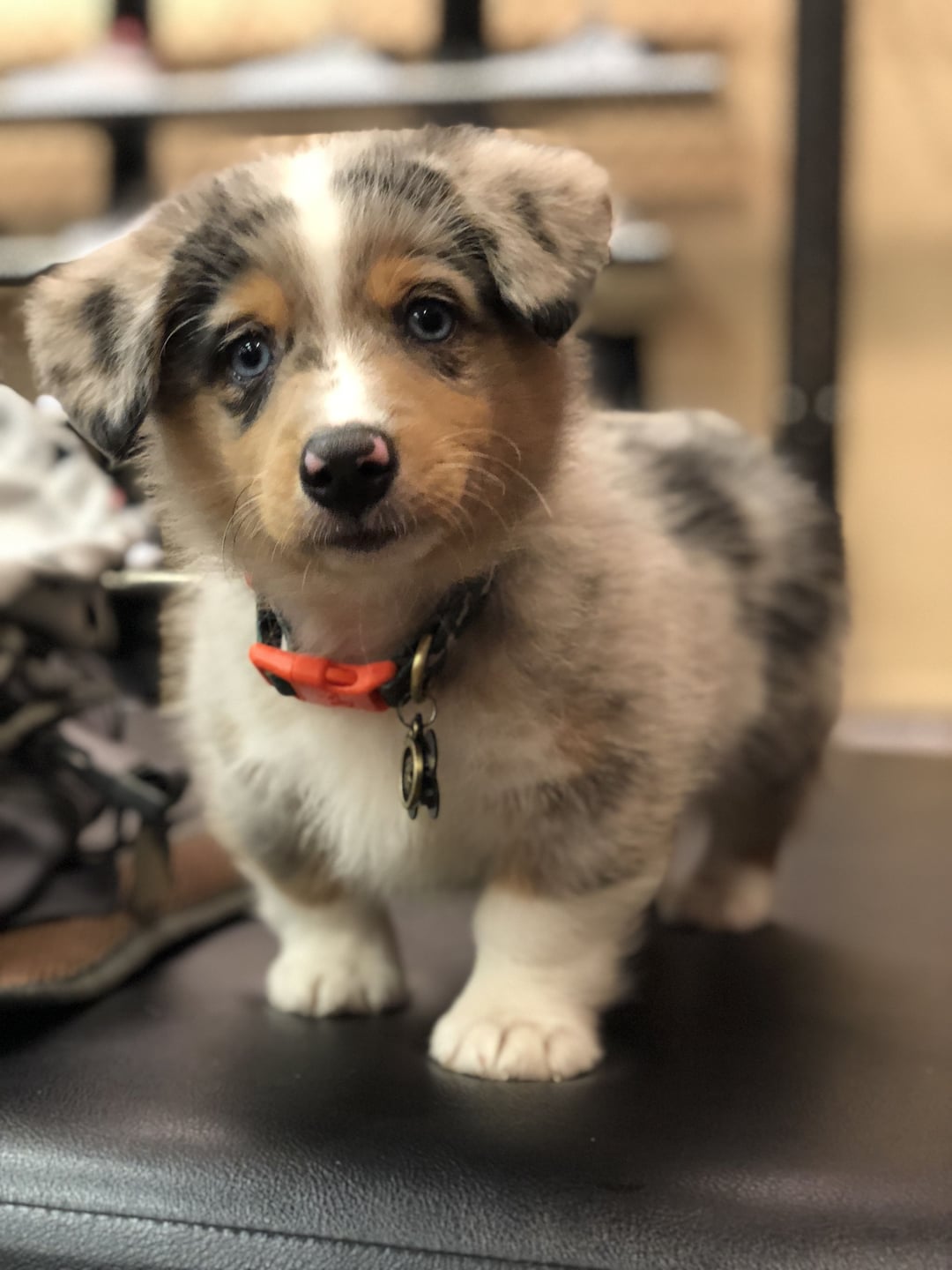 aussie corgi puppy