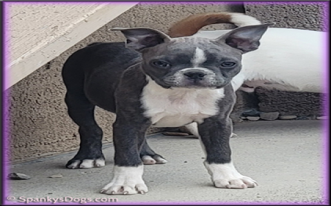 boston terriers for sale in ky