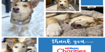 adoptions made easy petsmart