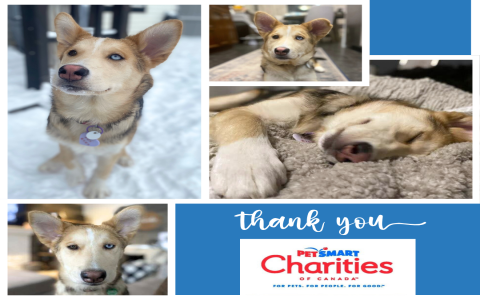 adoptions made easy petsmart