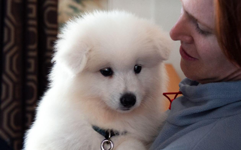 where to list puppies for sale for free